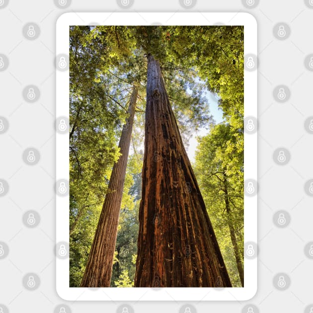 The Redwoods Sticker by yairkarelic